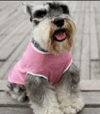 狗狗有这3中表现，很有可能是要跟你告别了，别因为大意而错过