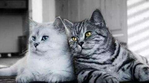 如果猫也有国家，它们会有哪些法律呢？