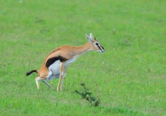 羚羊旷野中产子, 面对豹子的偷袭, 它撇下刚出生的孩子逃跑了!