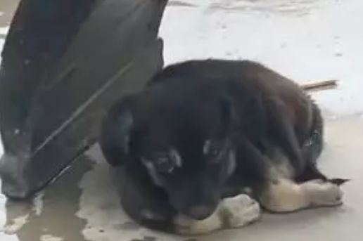 土狗一下雨没路可走，躲在拱形小桥下，可怜兮兮求带走