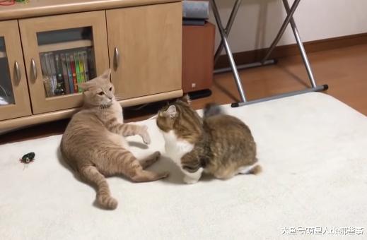 小奶猫太厉害了，趴在地上打了个滚，大猫就不打架了！