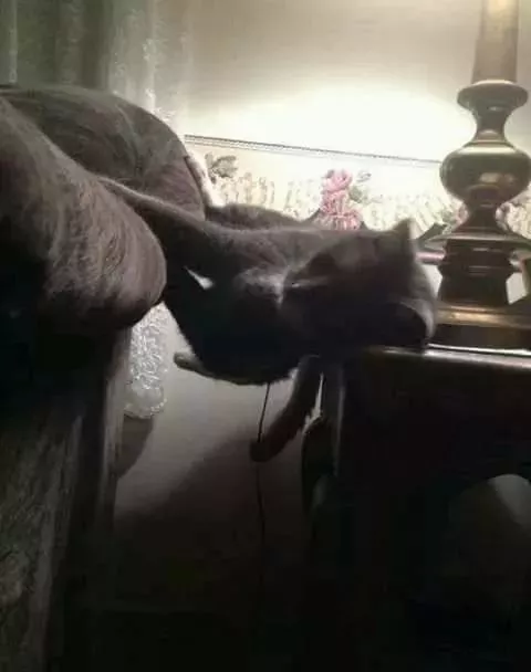 这才是喵星人的绝技，服气……这让经常失眠的人类情何以堪！