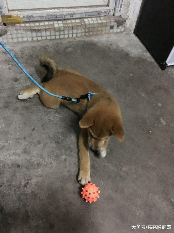 网友给柴犬买了个玩具，它一把就给按住了，张嘴就要吃
