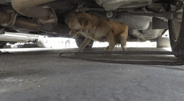 戒备心很强的流浪狗如何去救助？救助人员需要有爱和耐心