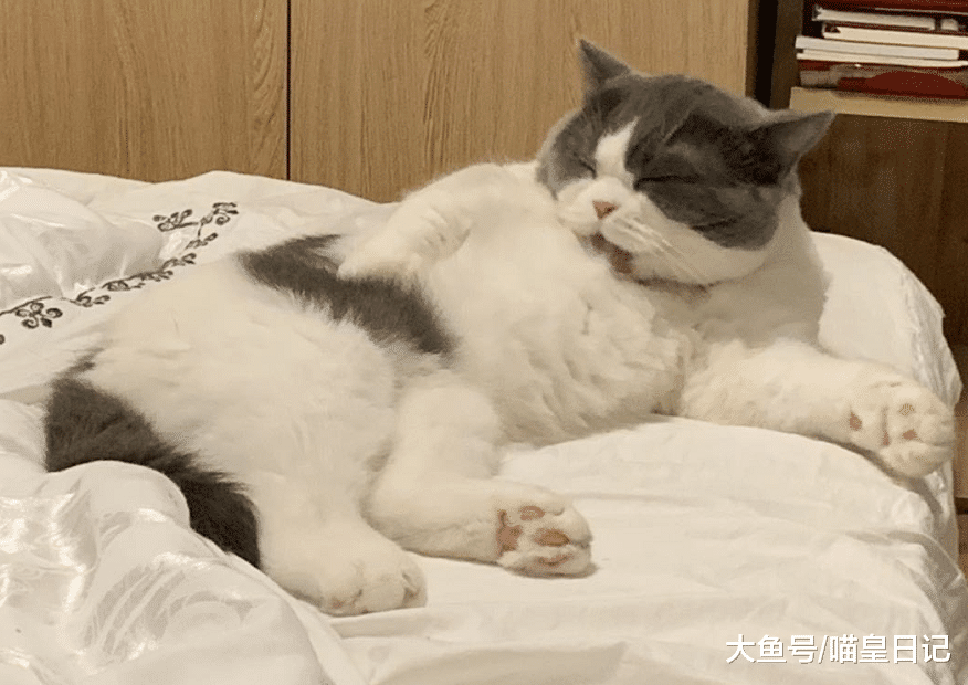 猫咪早上挠门并非因为想主人，这四个小心思，才是它们的真正目的