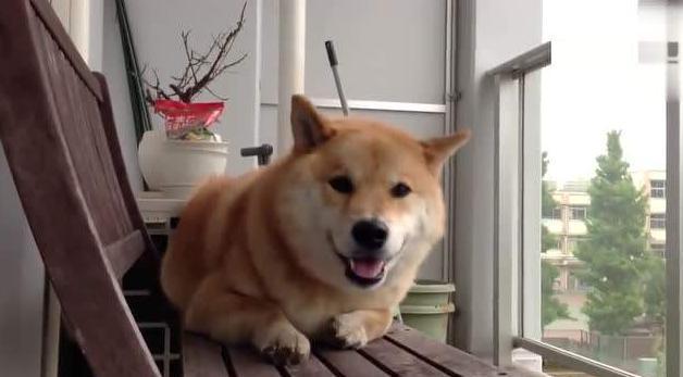 狗狗为什么会突然学狼叫? 原因有5点!