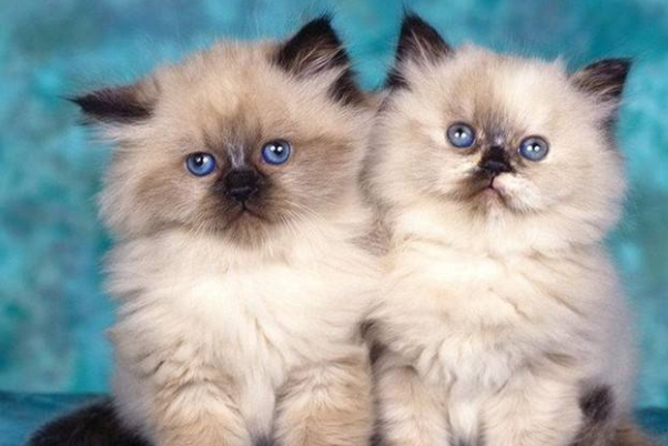 想养一只粘人的小猫咪，就从以下几种猫咪中挑选，它们都很粘人哟！