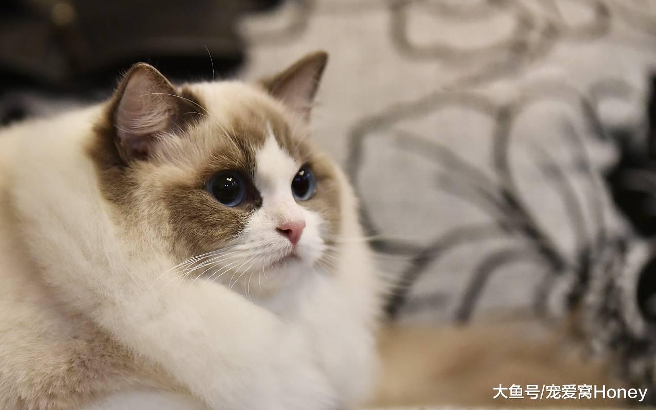 8種年輕人最喜愛的貓，你家貓咪上榜了嗎？最后一種有爭議