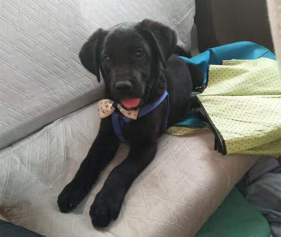 男朋友送的拉布拉多, 如今的你, 依然能让我想念到哭