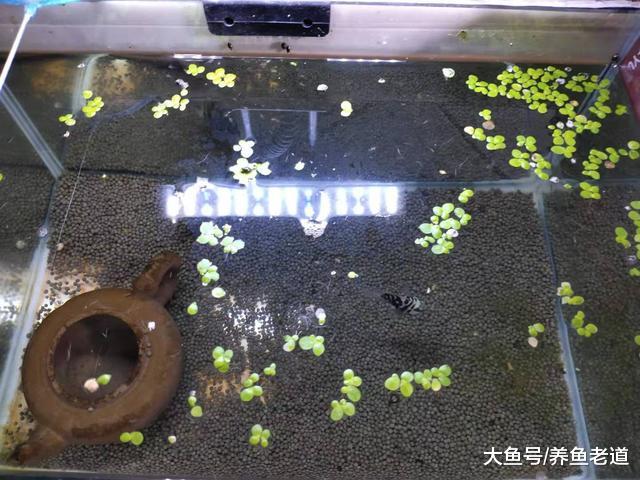 为什么说鱼缸水面出现的油膜，有的是油、有的是膜，其实不一样？