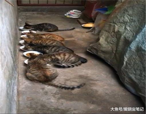 流浪猫生了6只宝宝，每次都是等孩子们吃饱才开始吃，画面好温馨