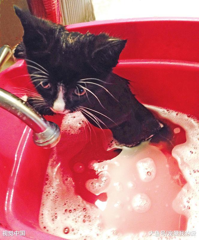 养宠物不可避免的一大麻烦，跳蚤，居然可以这样解决，从此烦恼不在。