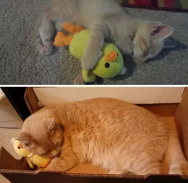 抱著毛絨玩具睡覺的萌寵們