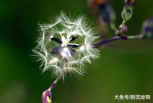 在婚姻里命不好的三个生肖，婚前快乐婚后不自由，丈夫还不能理解
