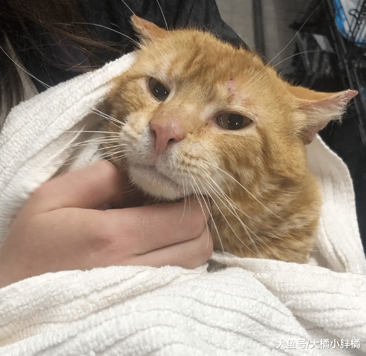 流浪猫收养了3只小猫，被救后一直对人冷漠，小猫帮它打开心结