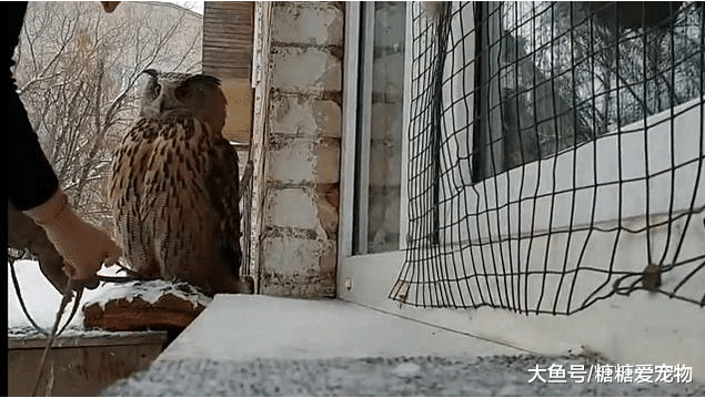 女子听到屋外传来一阵“哭腔”，打开门后拍了下头：瞧，我这记性