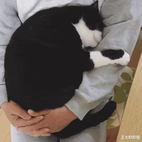 铲屎官：猫咪总是把屁股对着我是什么意思？我该如何回应它呢？