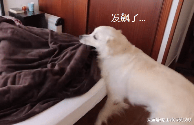 金毛已经6岁了，却当了5年的“闹钟”，狗狗真是操碎了心