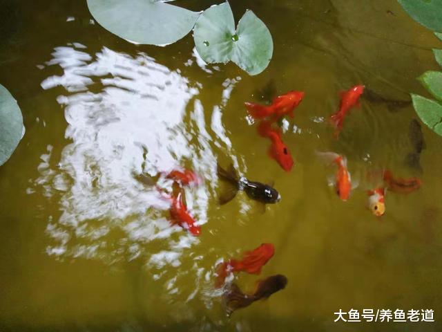 饲养观赏鱼如果我们这么来操作，那还会感觉到很累吗？