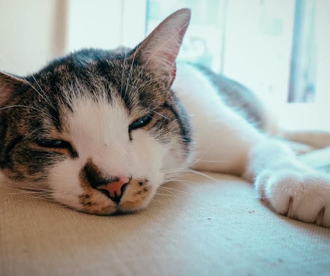 貓咪的肉墊看著十分軟萌、治愈，它的這些重要用途你知道幾點呢