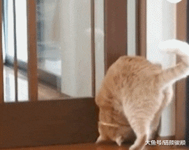 网友总是听到奇怪的声音，于是在家装了摄像头，厉害了，胖橘！