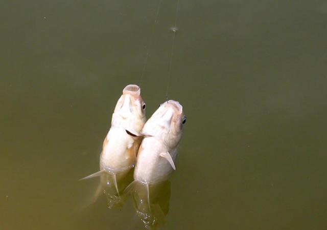 忘带“鱼饵”怎么办？其实“泡沫”也能用，效果很不错！