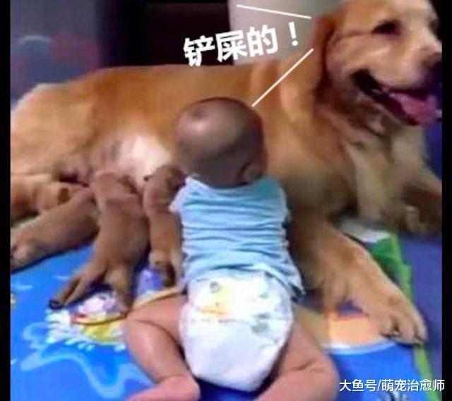 宝宝爬到金毛身边和小狗抢奶喝，金毛：铲屎的，你管管你孩子啊！