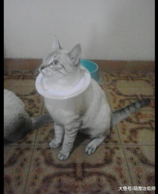 主人把塑胶盘子中间弄个洞，套在猫咪脖子上，最便宜的项圈了吧？