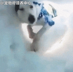 勇敢汪挖雪救人，探头那一刻太萌了，嗨，你还好吗？