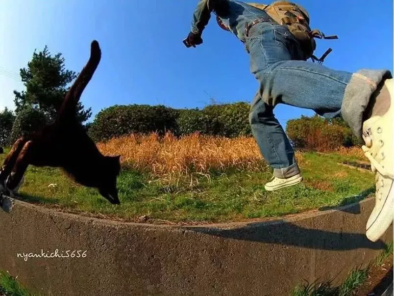 他拍摄的流浪猫，个个儿都生龙活虎，快活得让家喵羡慕……