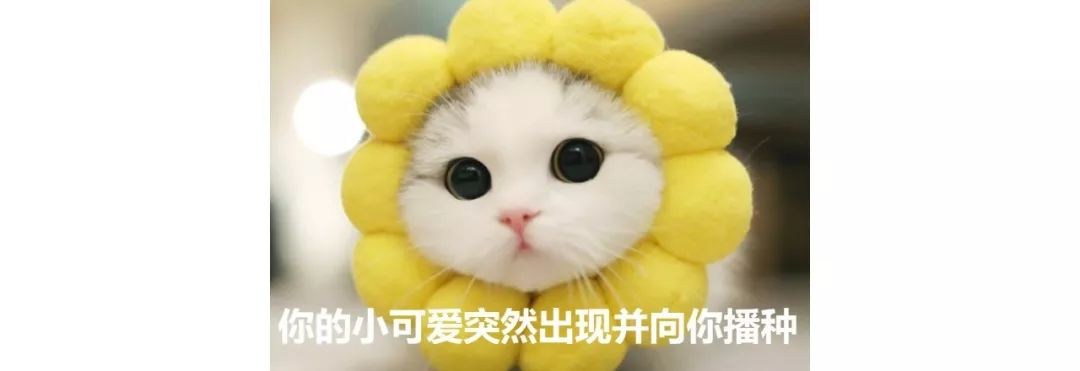 猫是一种植物呀，一到春天就会变成“蒲公英”
