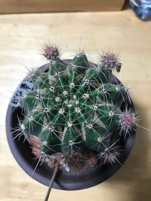 仙人球的摆放位置，这些位置不能放，尤其是桌子上，你了解吗