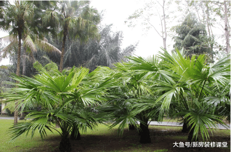 等我买了带院的房子, 一定要种这几种树, 好看还吉利!