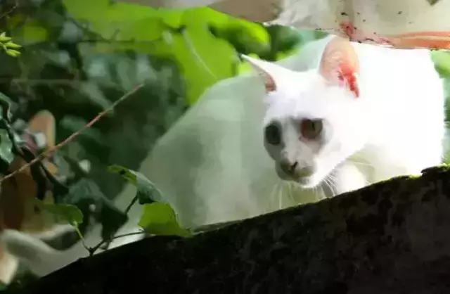 【逃城】猫的伊甸园