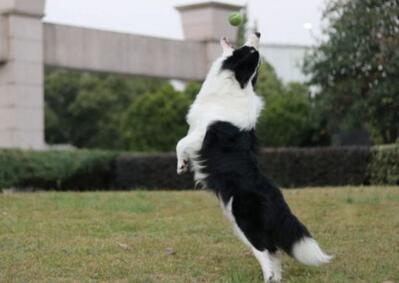 边境牧羊犬常见的日常饲养信息