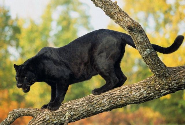 世界10大最漂亮的动物，小熊猫和红狐狸上榜，有你喜欢的吗？