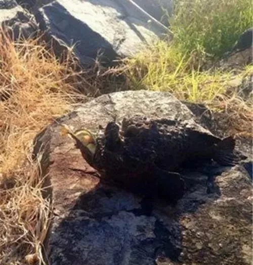 世界上十大最毒生物：欧阳锋来了也得“甘拜下风”