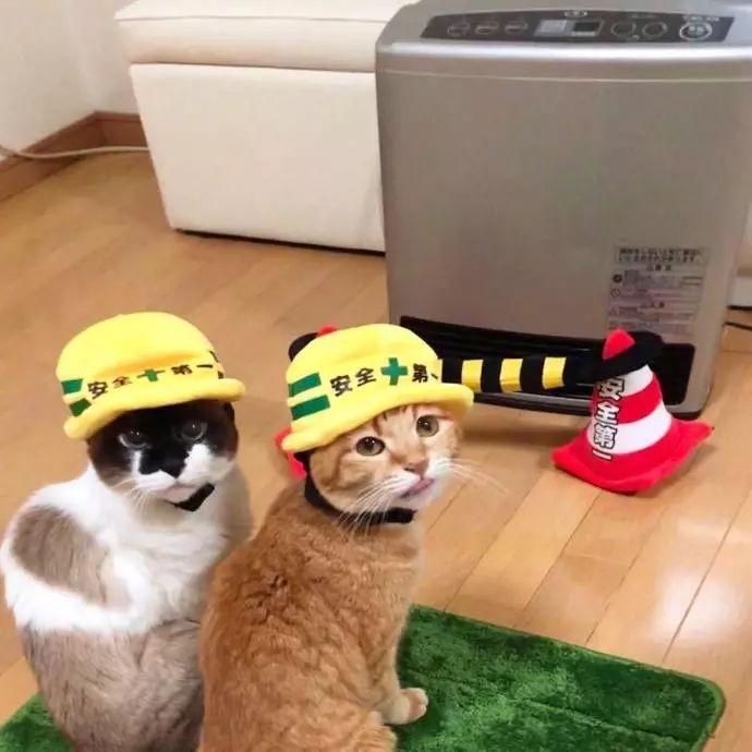 为了广大猫咪的烤火安全, 两只猫变身烤火安全宣传员