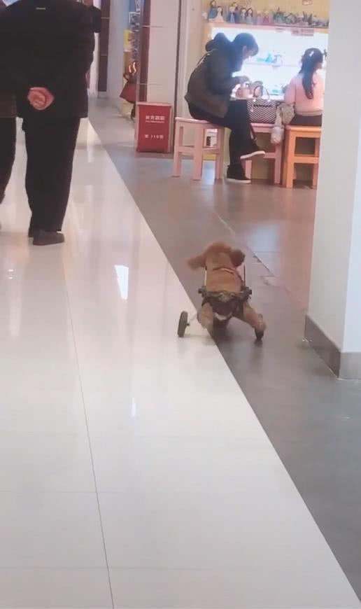 泰迪后腿綁著平板車，網友看著感覺奇怪，狗主人講出原因后被驚到