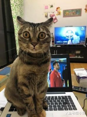 猫咪看人伸手就怕，马上找地方藏着，前主人怎么对它的忘不了