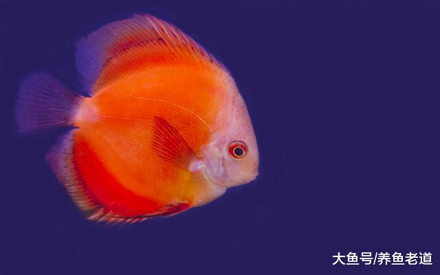 鱼多了加缸，缸多了加鱼，很多鱼友都是这么进了观赏鱼的坑吗？