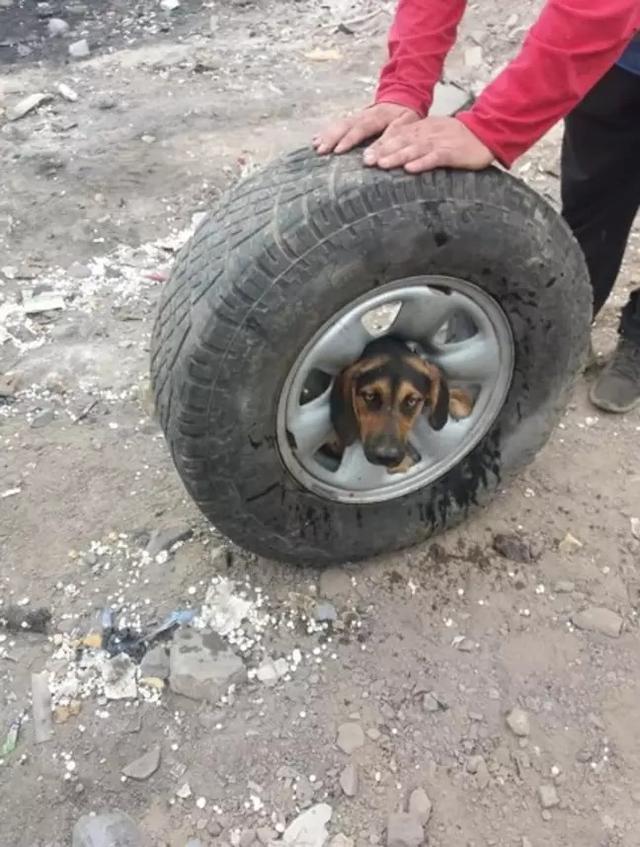 狗狗头被卡在轮胎里，流浪狗是因为肚子饿，哈士奇是因为太蠢