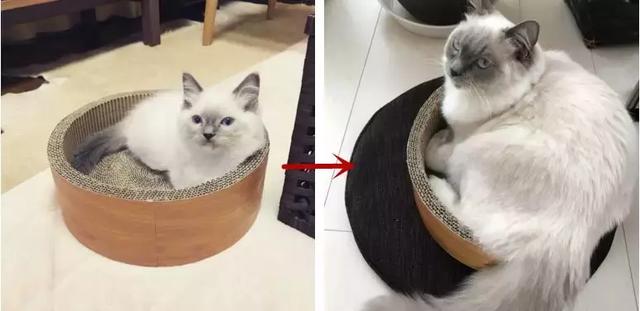 日本网友集体晒自家猫咪成长照……岁月是把杀猫刀啊