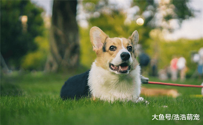 女生不要养下面5种狗, 出去玩的时候, 会被它们拉着跑的