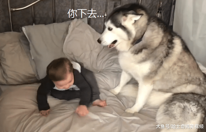 二哈为了夺得关注，结果对小主人“下手”，狗：睡狗窝里去