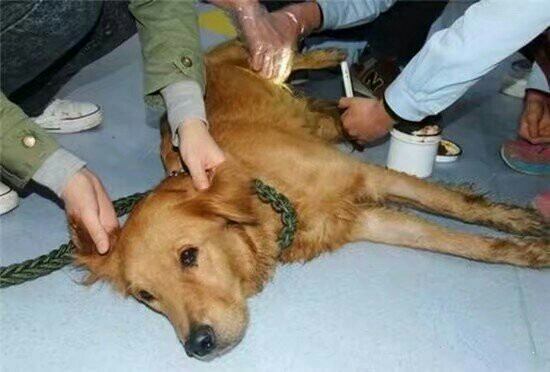 狗妈妈被偷走宝宝，找回来之后狗妈妈是这个样子，主人痛哭