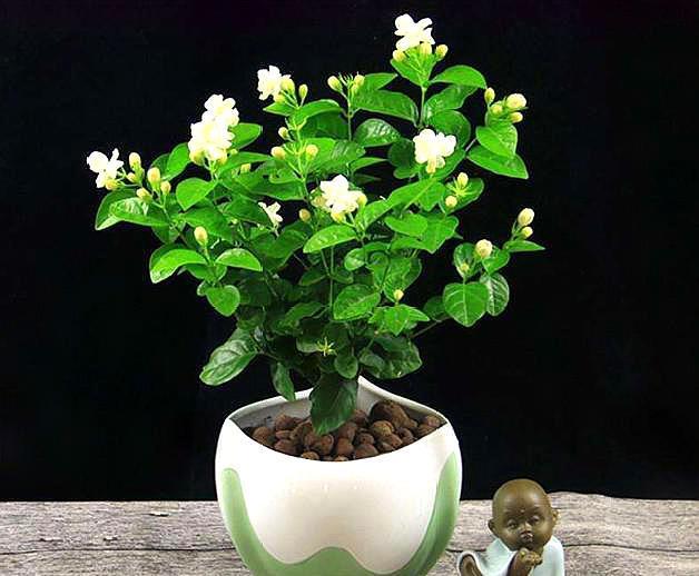 茉莉花长“春芽”，这“1步”不能少，做好开花才爆盆，满院飘香