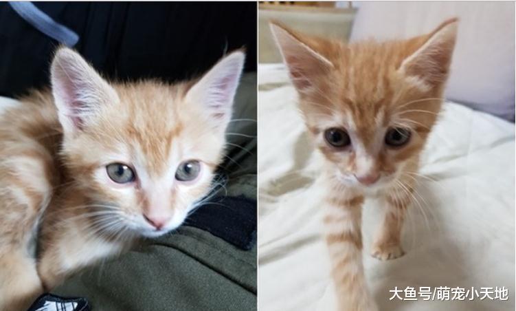 才領養1周呆萌小橘貓就現出原形，變厭世大叔瞇眼鄙視