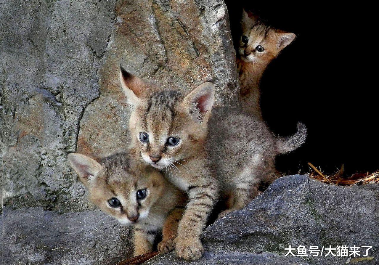 命名“失误”的猫科猫属动物，传说中曾智斗6米长巨蟒