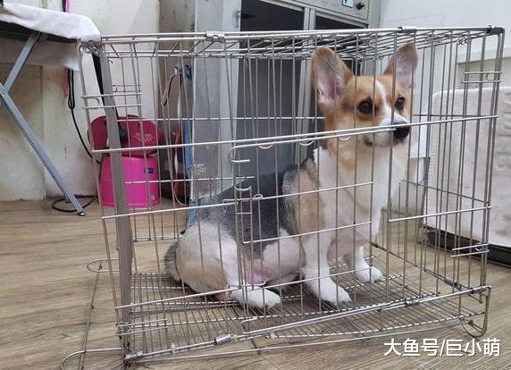 柯基屁股太沉了，将狗笼子底座直接坐塌了，傻笑看着店主装无辜